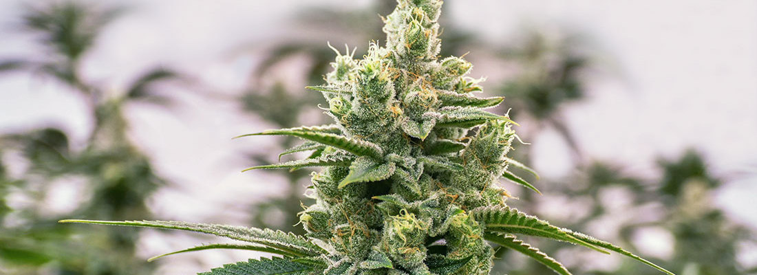 Highest THC Cannabis Strains