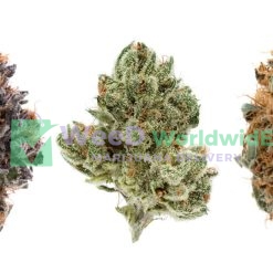 Marijuana Strains