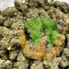 LA Kush Cake Strain (AAAAA)