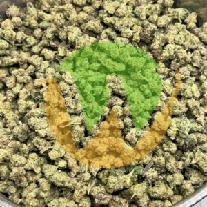 Purple Kush Strain (AAA)