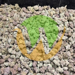 Sundae Driver Strain (AAAA)